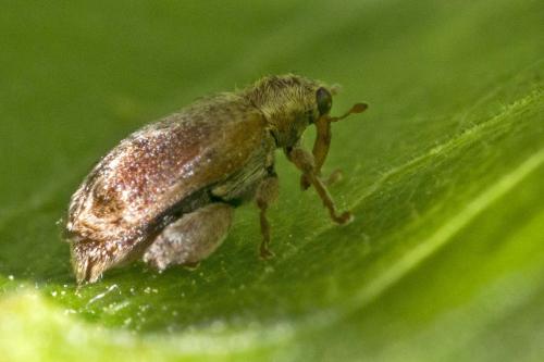 Réf. 229 458 : Orchestes quercus