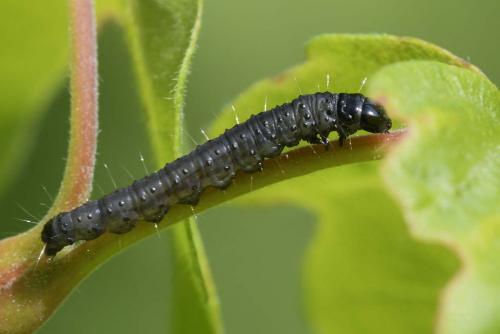 Réf. 229 036 : Archips crataegana