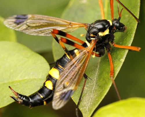 Ctenophora festiva