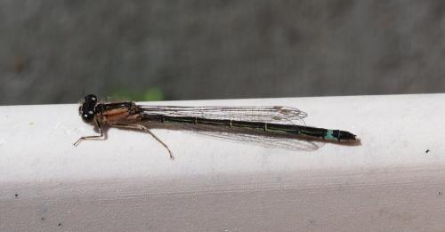 Ischnura elegans