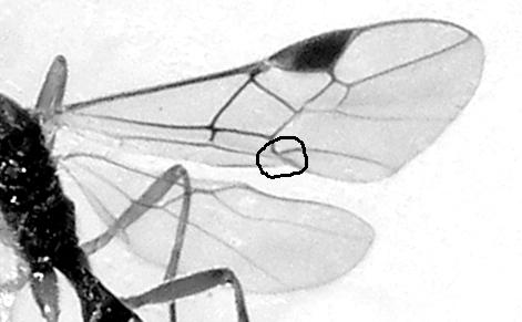 Meteorini