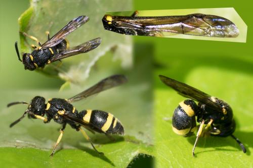 Stenodynerus chevrieranus