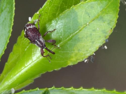 Réf. 229 434 : Anthonomus undulatus