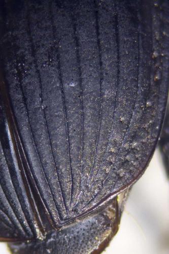 Harpalus dimidiatus