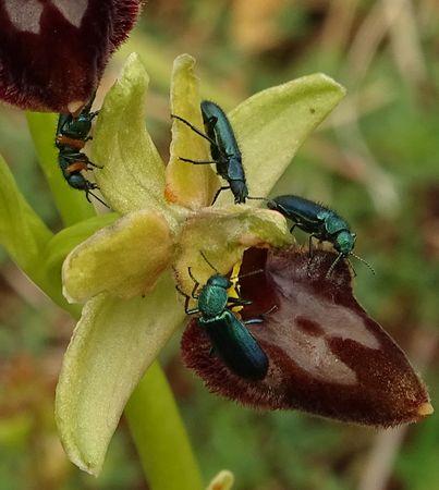 Réf. 229 806 : Psilothrix viridicoerulea