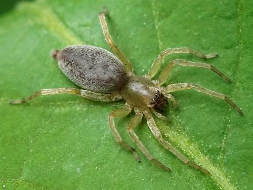 Clubiona sp.