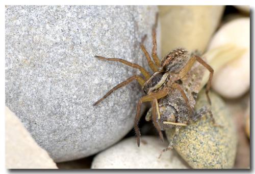 Réf. 229 986 : Paratettix meridionalis