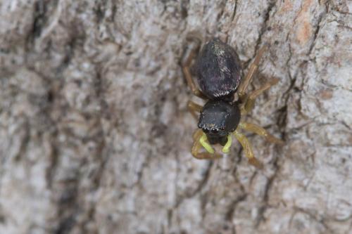 Heliophanus sp.