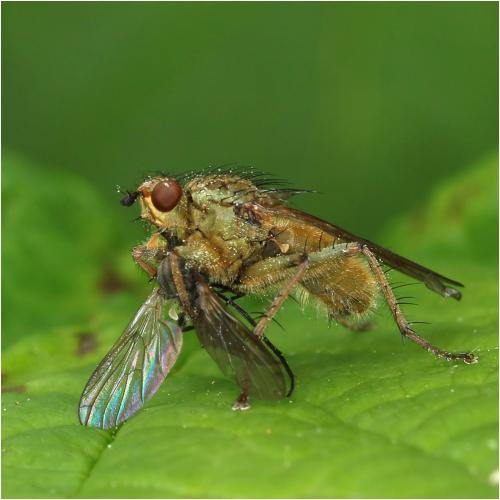 Scathophaga stercoraria