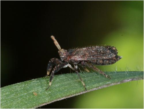 Réf. 229 125 : Asiraca clavicornis