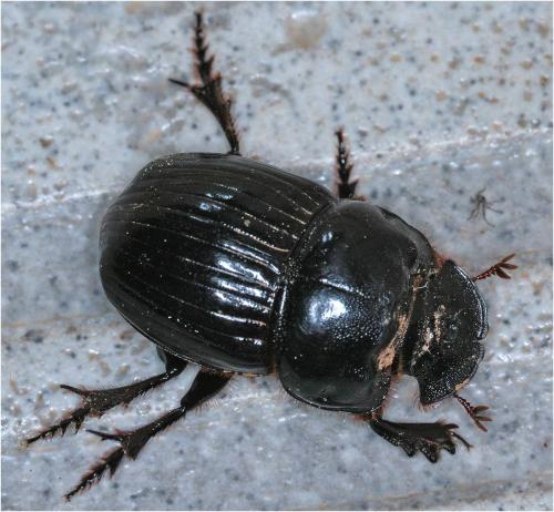 Copris lunaris