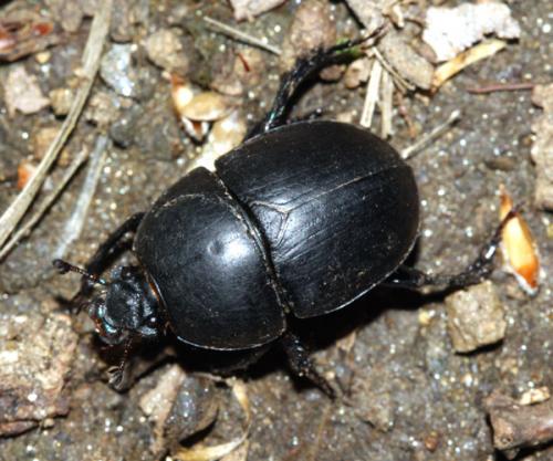 Réf. 229 214 : Sericotrupes niger