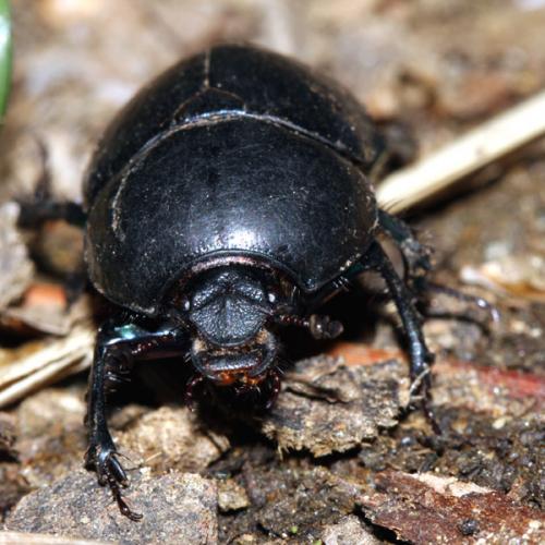 Réf. 229 216 : Sericotrupes niger