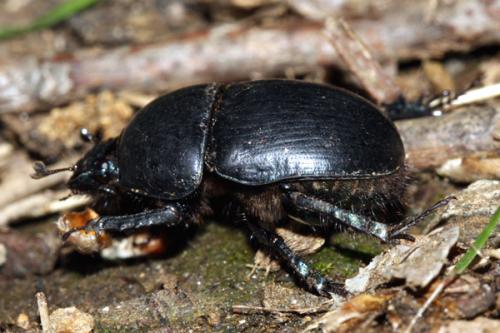 Réf. 229 217 : Sericotrupes niger