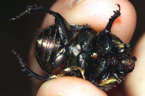 Réf. 229 218 : Sericotrupes niger