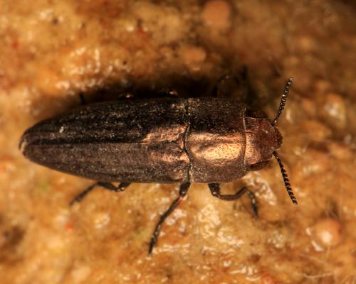 Réf. 229 394 : Sphenoptera barbarica