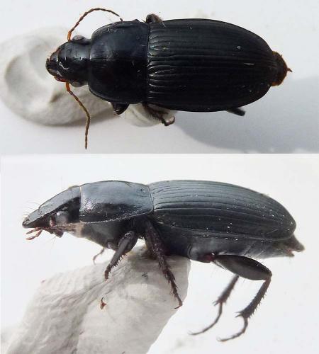 Réf. 229 203 : Harpalus dimidiatus