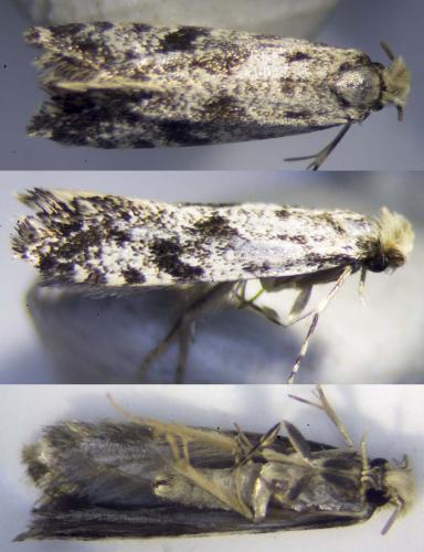 Réf. 229 824 : Nemapogon granella