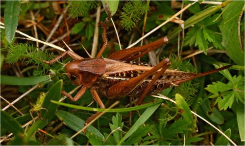Réf. 229 666 : Decticus verrucivorus verrucivorus