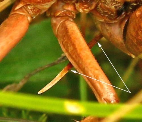 Decticus verrucivorus verrucivorus