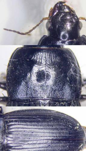 Réf. 229 204 : Harpalus dimidiatus