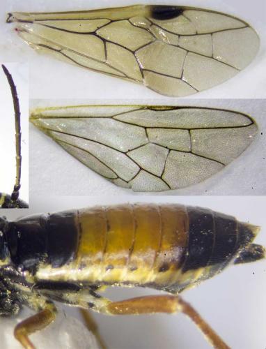 Réf. 229 741 : Aglaostigma fulvipes