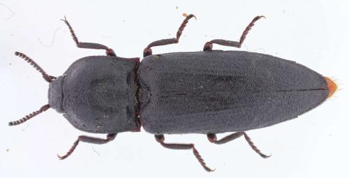 Réf. 229 471 : Danosoma fasciata