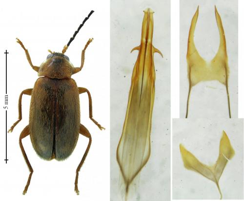 Elodes elongata