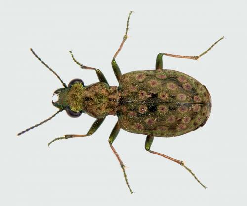 Réf. 229 834 : Elaphrus riparius