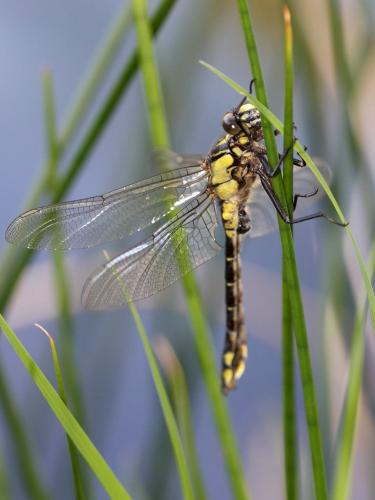 Réf. 229 304 : Gomphus vulgatissimus