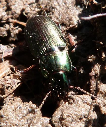 Réf. 229 450 : Harpalus affinis