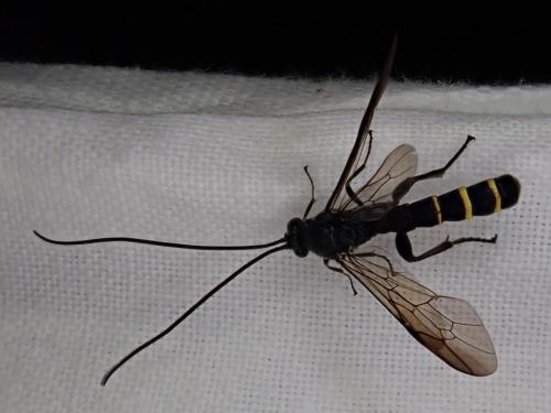 Metopius sp.