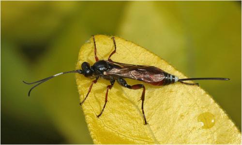 Cryptinae