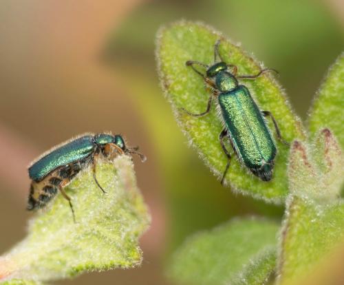 Réf. 229 703 : Cerocoma schaefferi
