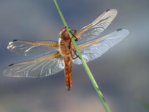 Libellula fulva