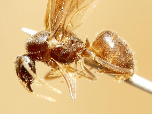Réf. 229 229 : Lasius sp.