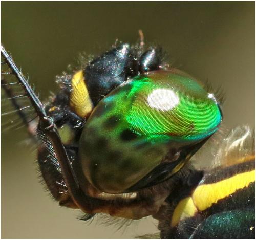 Macromia urania