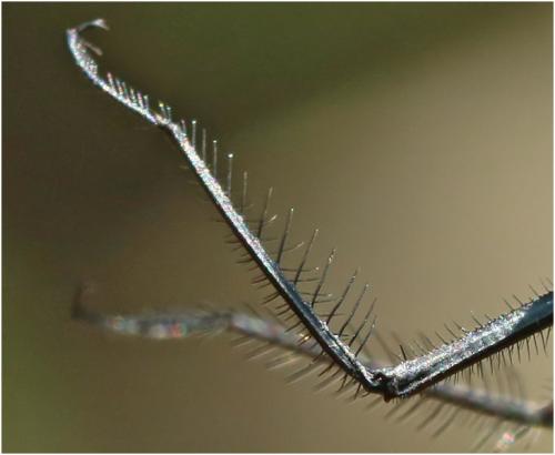 Macromia urania