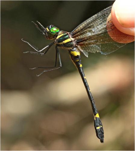 Réf. 229 957 : Macromia urania