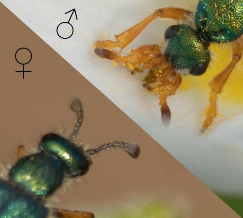 Réf. 229 761 : Cerocoma schaefferi