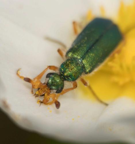 Réf. 229 731 : Cerocoma schaefferi