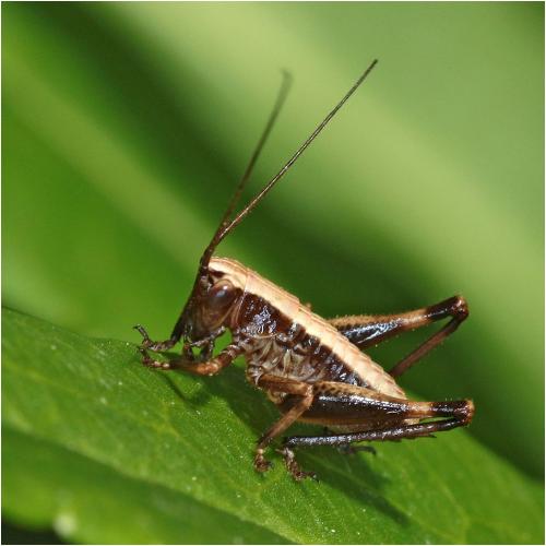 Réf. 229 641 : Pholidoptera griseoaptera