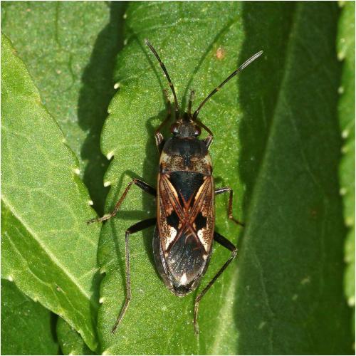 Réf. 229 628 : Rhyparochromus vulgaris
