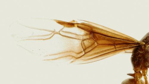 Réf. 229 277 : Lasius sp.