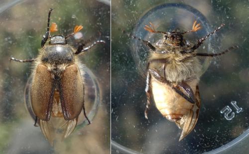 Réf. 229 560 : Amphimallon ruficorne