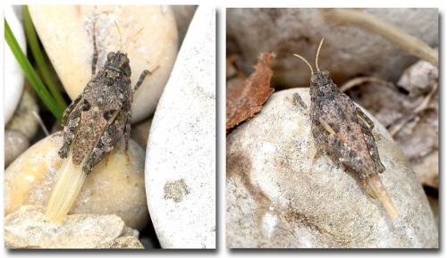 Paratettix meridionalis