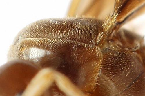 Réf. 229 276 : Lasius sp.
