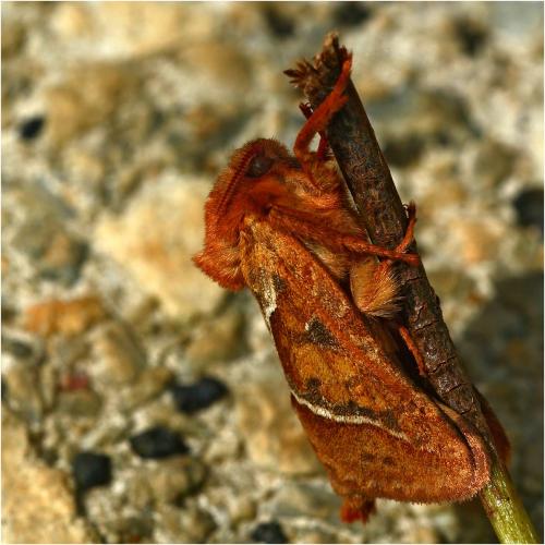 Triodia sylvina
