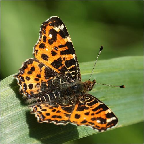 Réf. 229 007 : Araschnia levana
