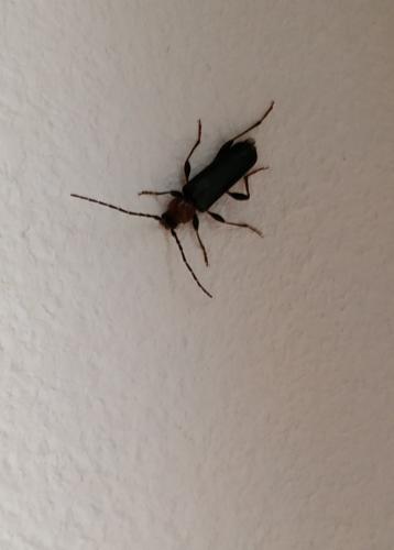 Phymatodes testaceus